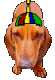 dog wearing propeller hat